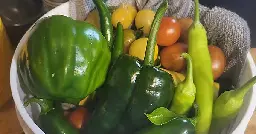 Cherry tomatoes, bell peppers, jalapeños, cerranos, and poblanos straight out of the garden.