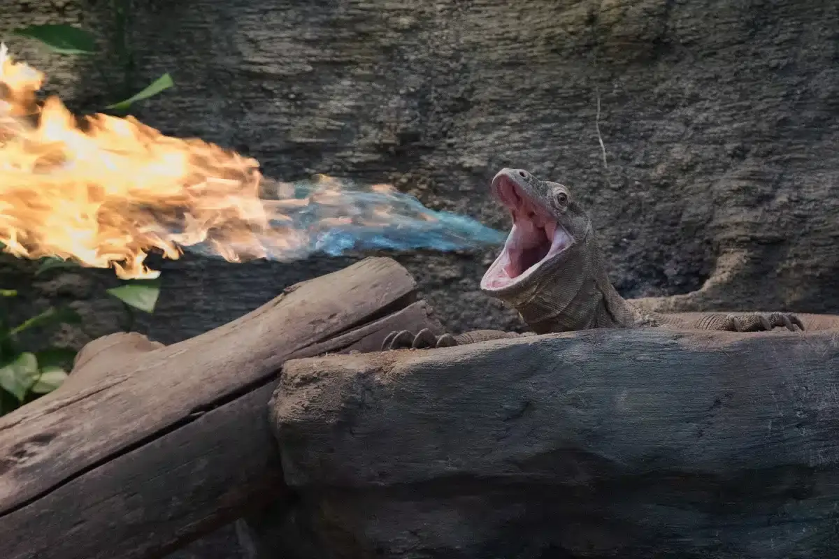 Komodo Dragon