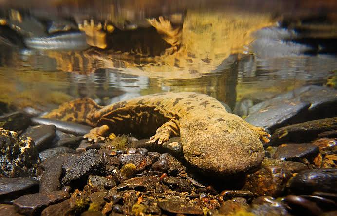 Hellbender