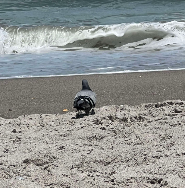 Beautiful bird at the beach in Florida!