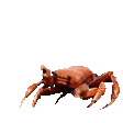 crab-dance