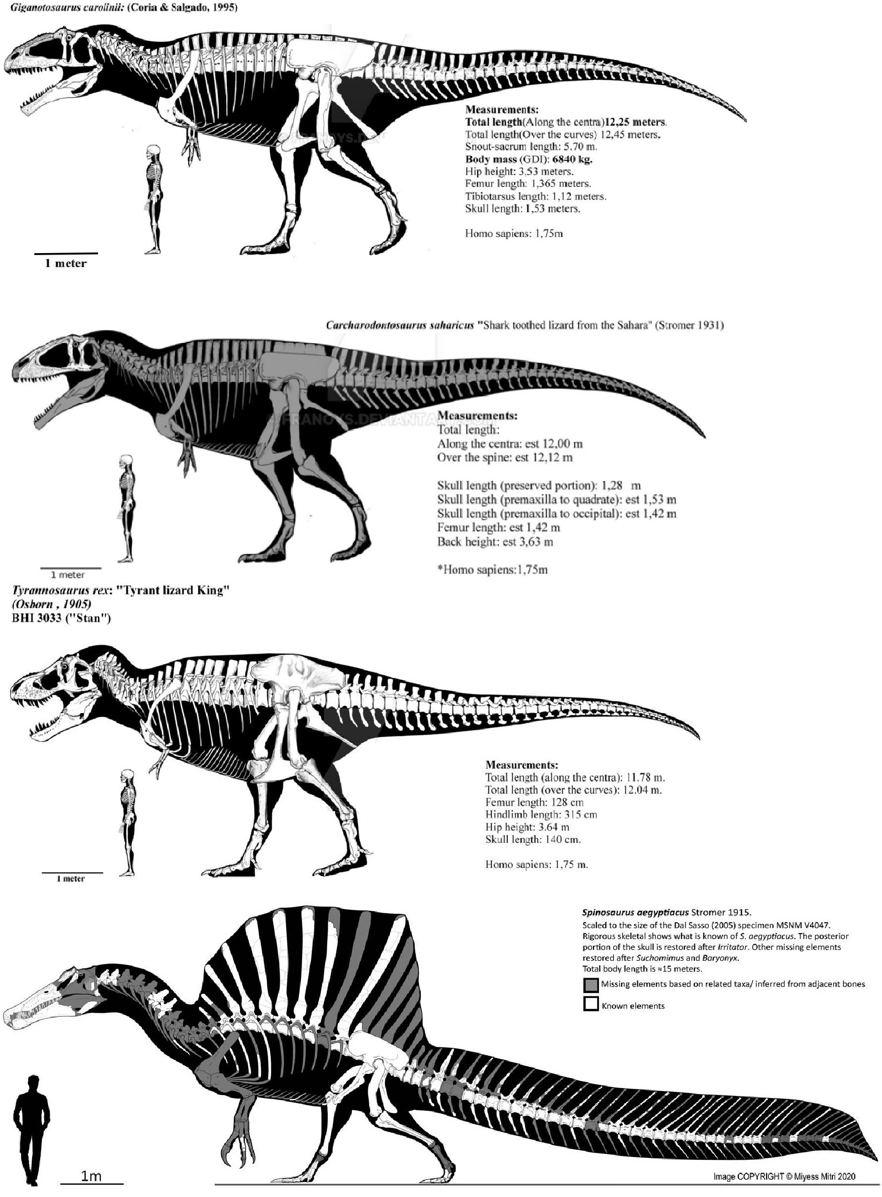 Length comparison between Giganotosaurus, Carcharodontosaurus, T-Rex and Spinosaurus. NOTE: Giga is generally longer being 13-13,7m