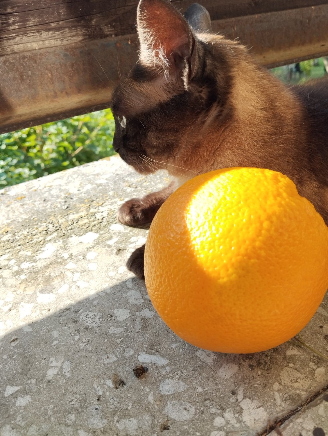 Is this an orange or a mandarin?