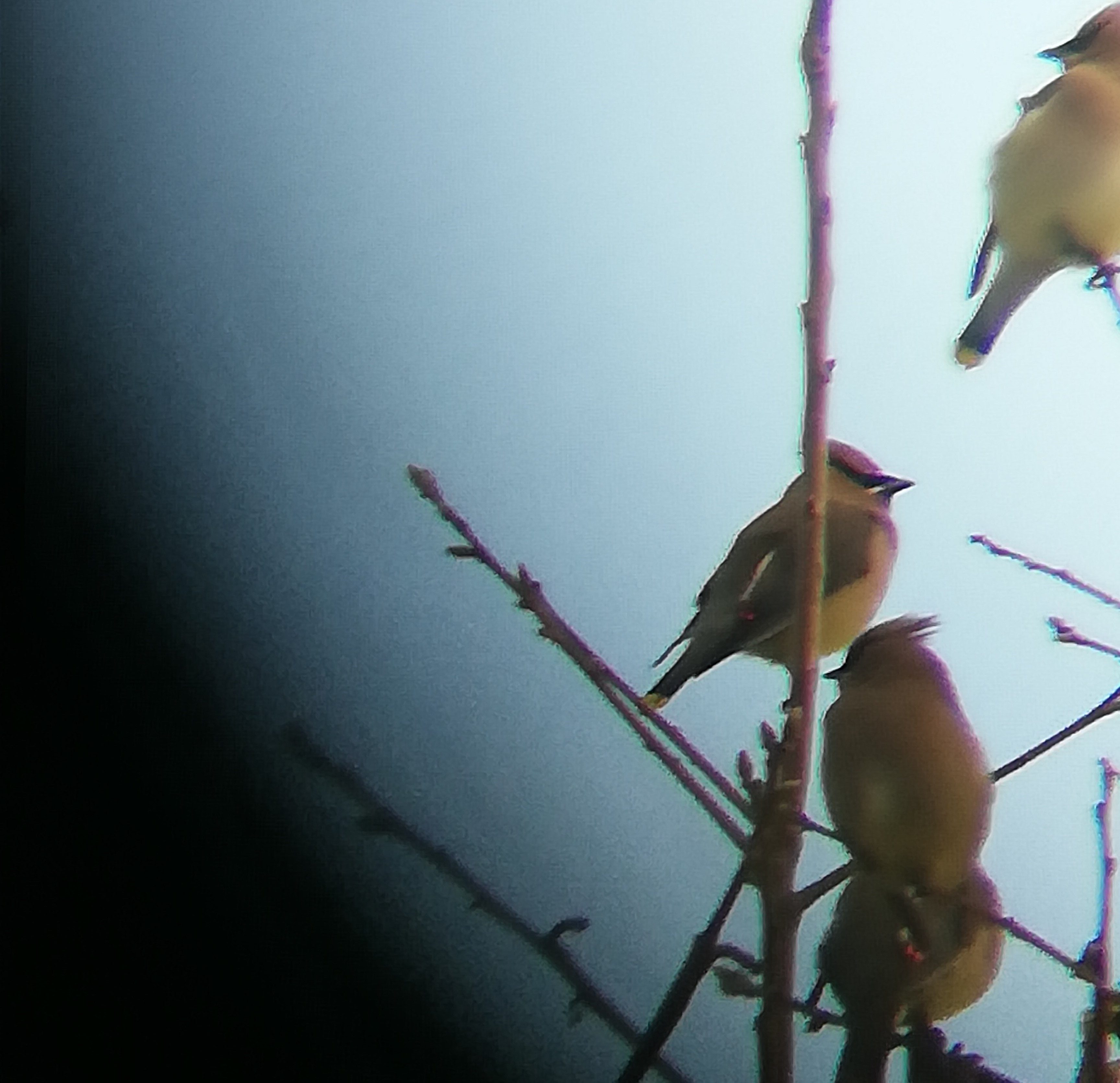 Saw my favorite bird(Cedar Waxwing)