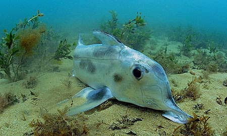 Australian ghostshark