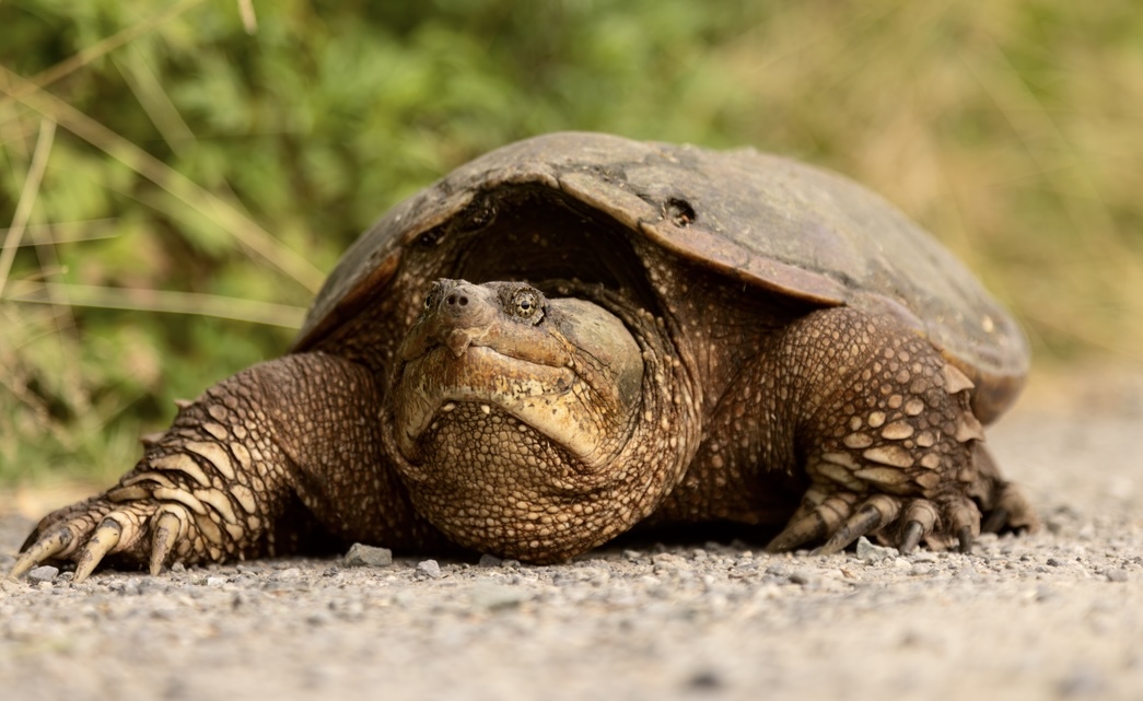 Common Snapping Turtle