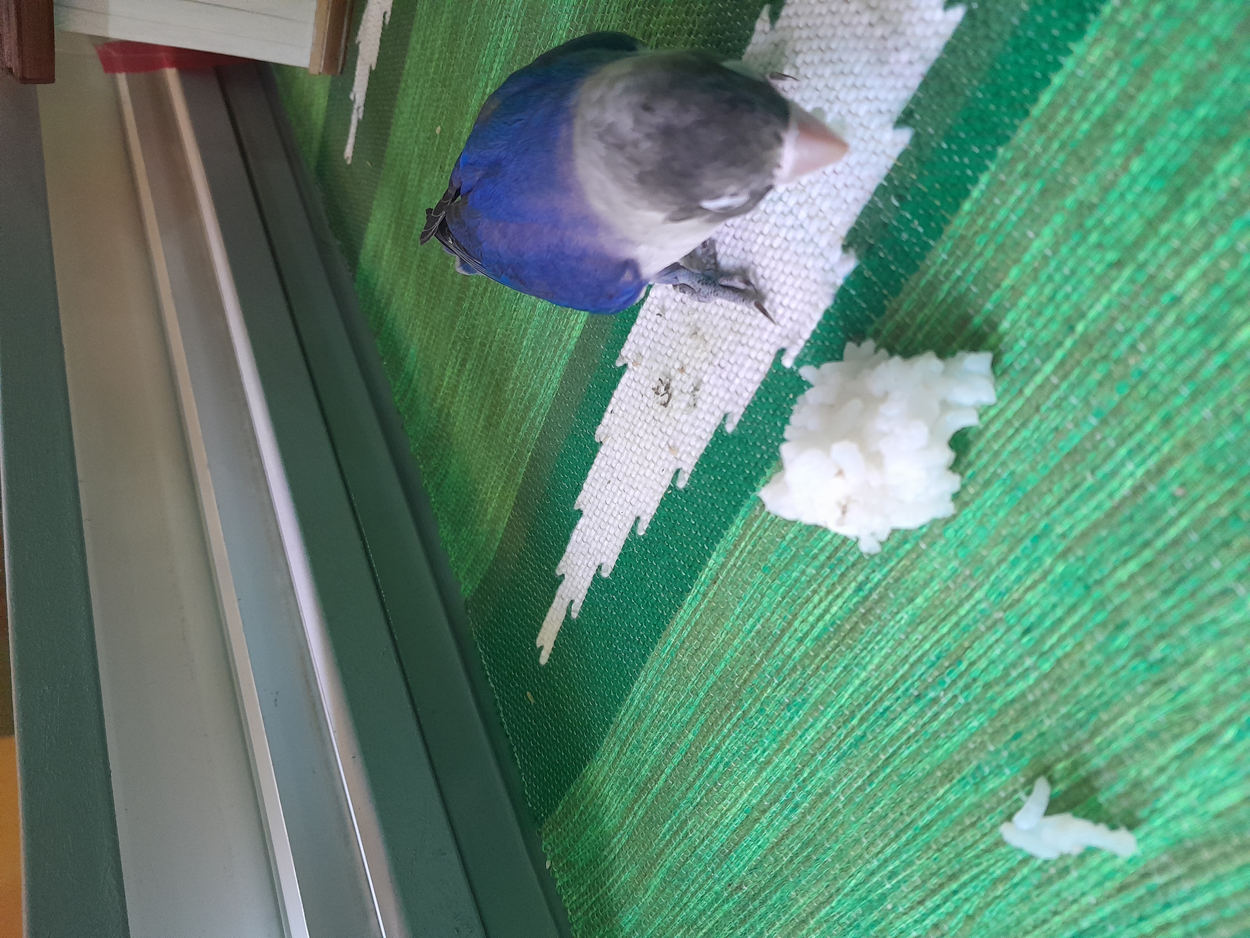 Idk what to post here but here's an image of a bird my dad owns, I'm currently keeping an eye on it and feeding it rice.