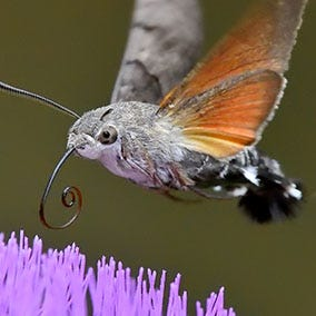 A hummingbird hawk moth hovering above a flower.