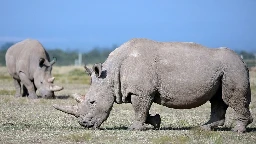 Scientists record world’s first in vitro rhino pregnancy