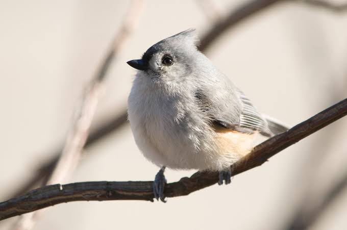 Tufted Titmouse