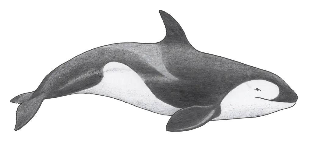 Orcinus citoniensis, smol Orca