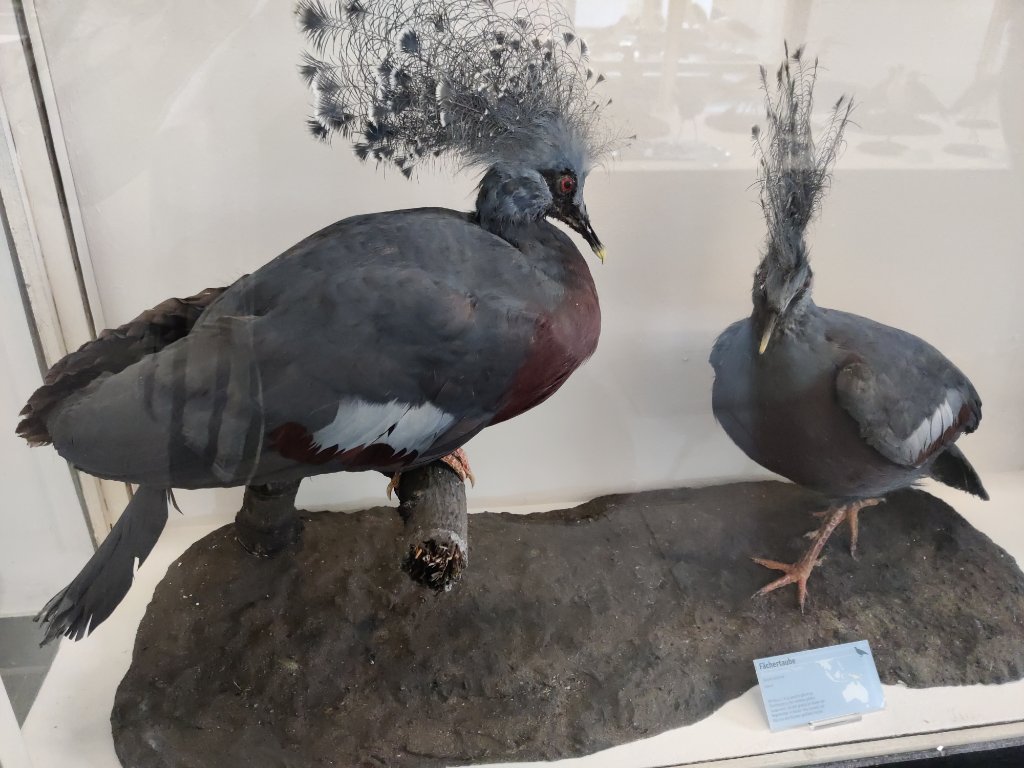 I was finally able to admire the largest species of pigeons