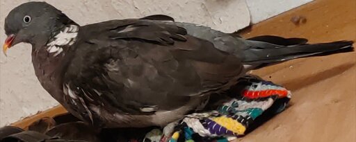 Wood pigeon staying in a corner