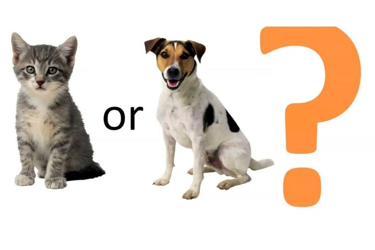 Переведи cat dog. Кошка или собака. Собаки или кошки вопрос. Собака с вопросом. Кошка vs собака.