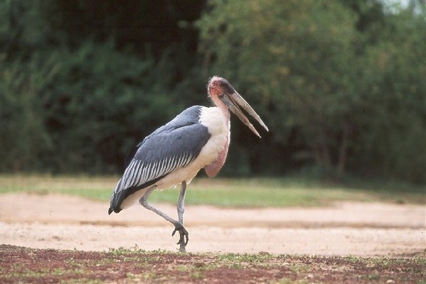 African Marabou Stork