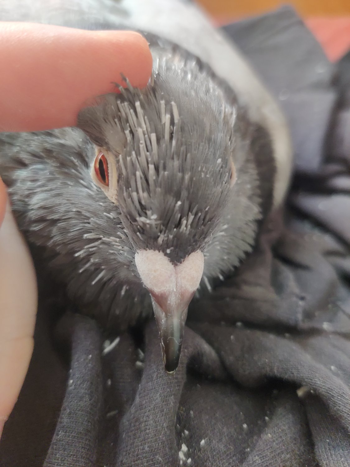 Hedgehog with wings