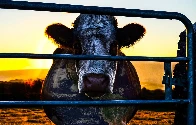 Elephant in the room: cowspiracy