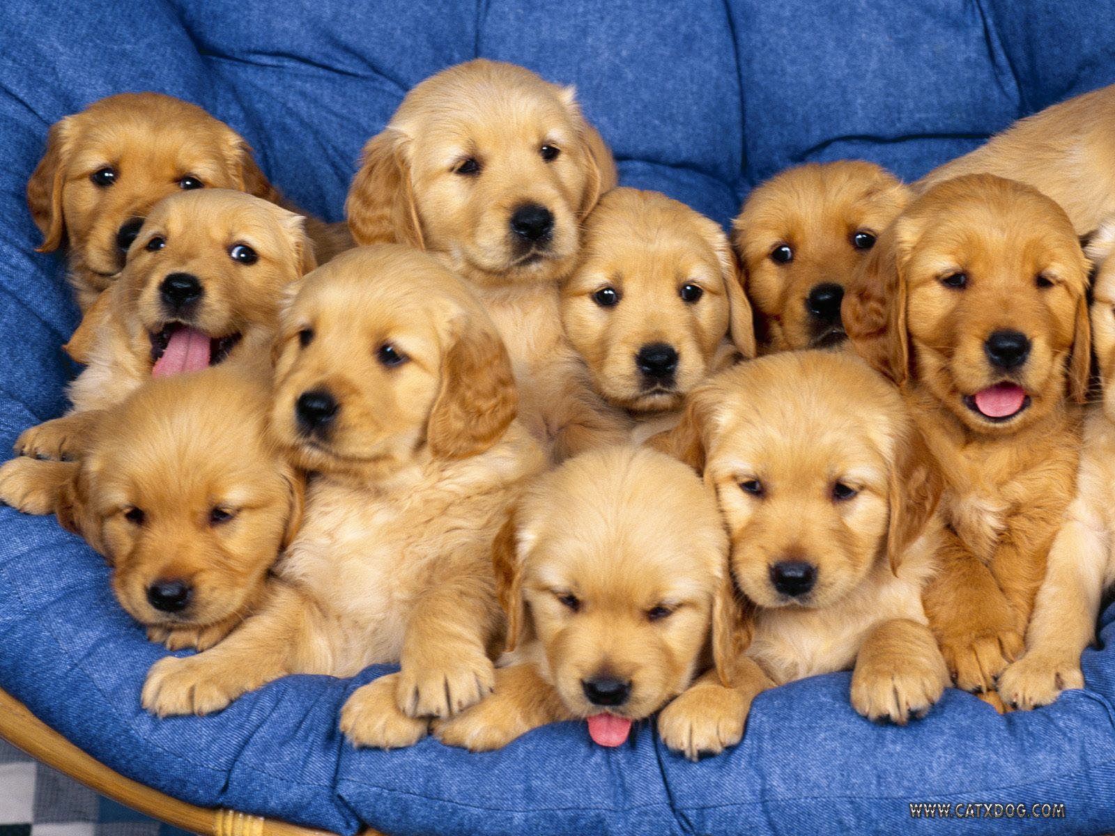 pic:puppies