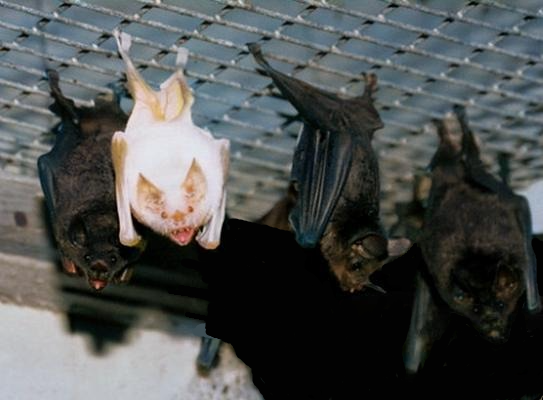 Albino Vampire Bat