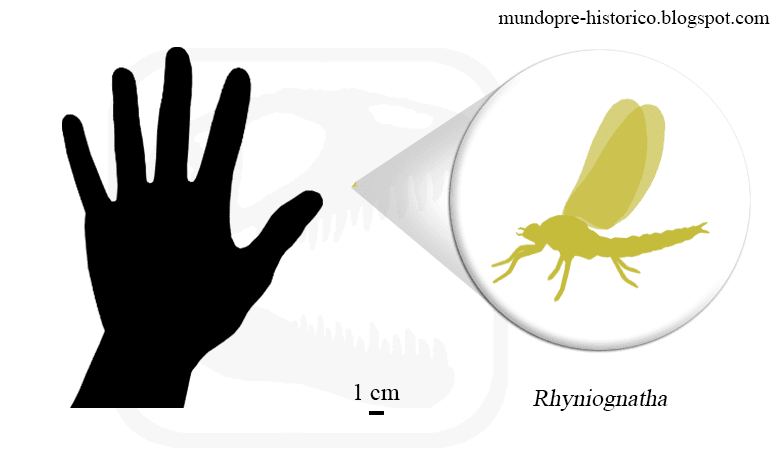 Rhyniognatha, oldest insect