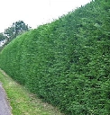 immorale_hedge