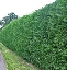 immorale_hedge