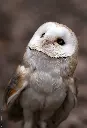 cute_owl