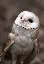 cute_owl