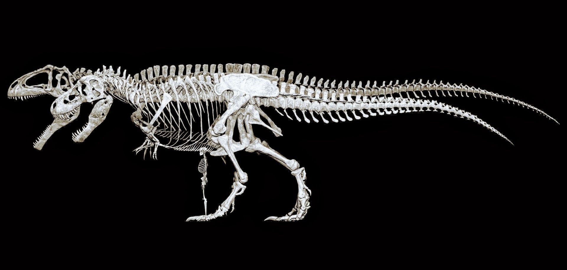 Giganotosaurus and T-Rex skeletons comparison