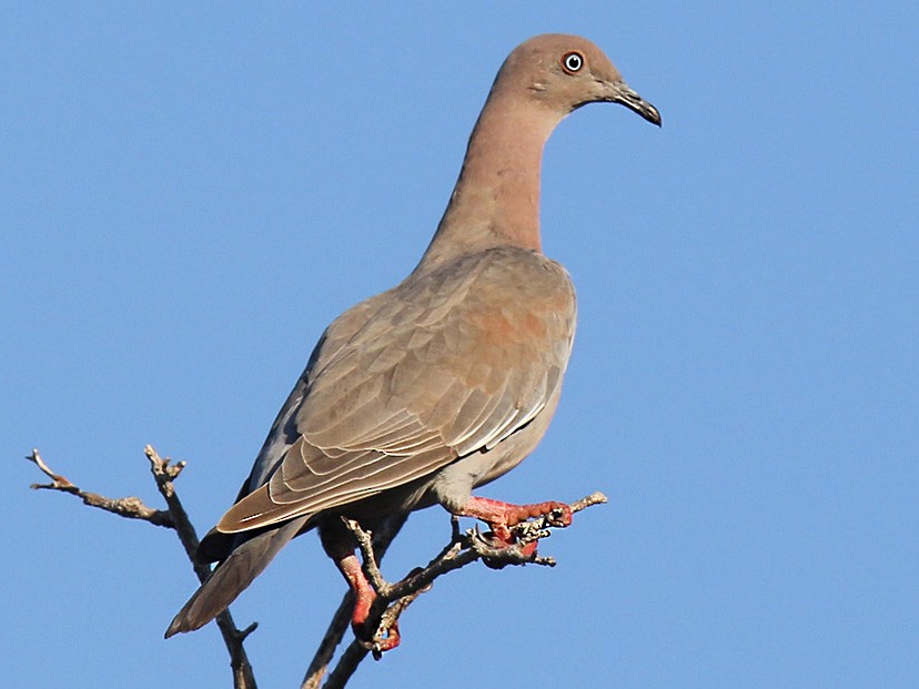 Plain pigeon