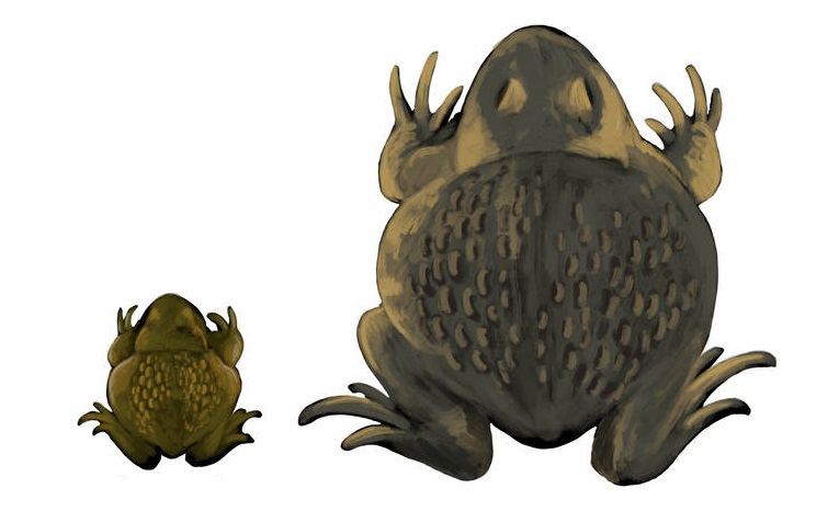 Beelzebufo compared to African Bullfrog